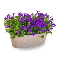 Plant Campanula