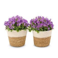 Campanula plants | Including baskets