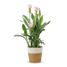 Curcuma | Including basket