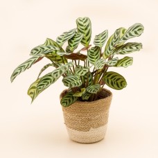 Herringbone plant | Including basket