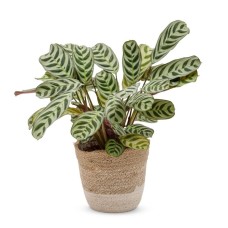 Herringbone plant