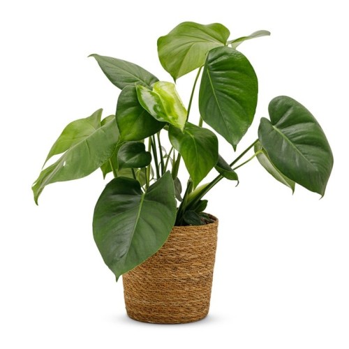 Monstera (incl. pot)