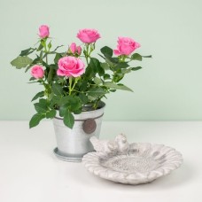 Pot rose | Bird water bowl | Including heart jar