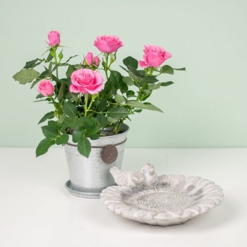 Pot rose | Bird water bowl | Including heart jar