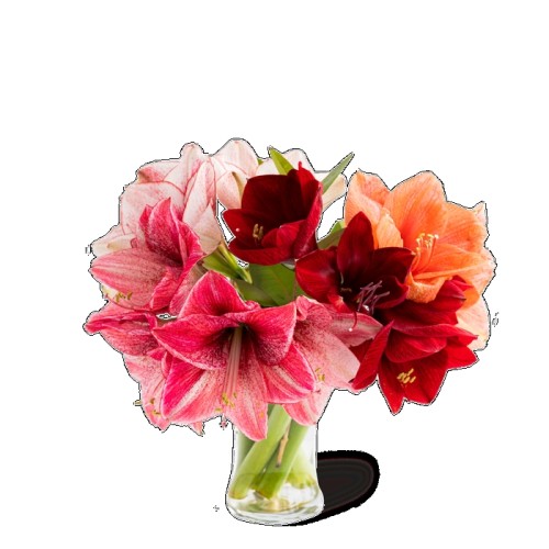 Letterbox amaryllis