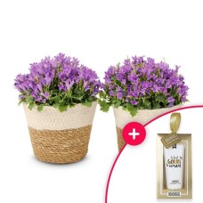 Campanula plants | Including baskets | Shower gel | You are worth gold!