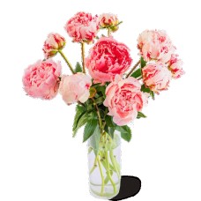 Peony roses | Coral | Do It Yourself