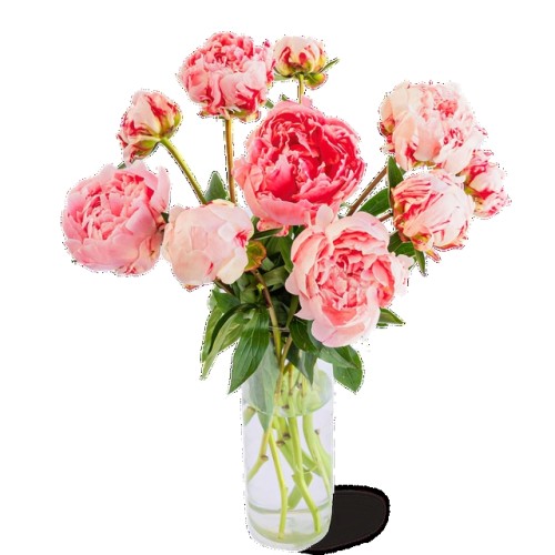 Peony roses | Coral | Do It Yourself