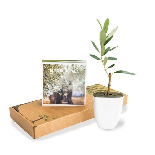 Letterbox olive tree