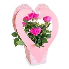 Pot Rose Pink