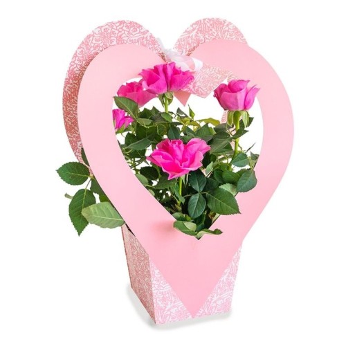 Pot Rose Pink