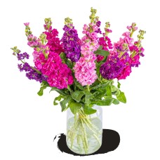 Bouquet of Violets