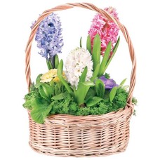 Hyacinth composition (Medium)