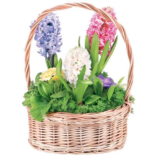 Hyacinth composition (Medium)