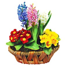 Three hyacinths composition