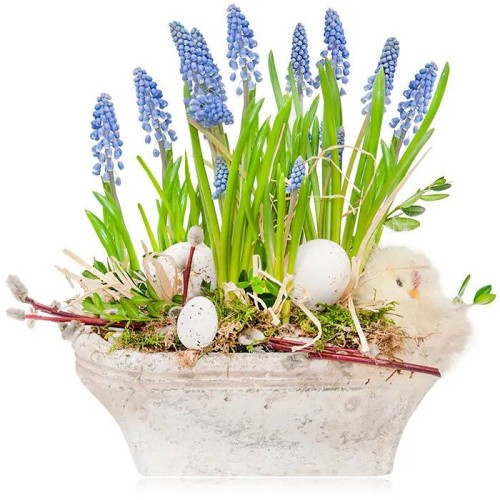 Grape hyacinths for Easter