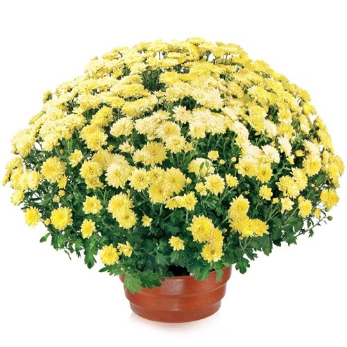 Flowerpot chrysanthemum