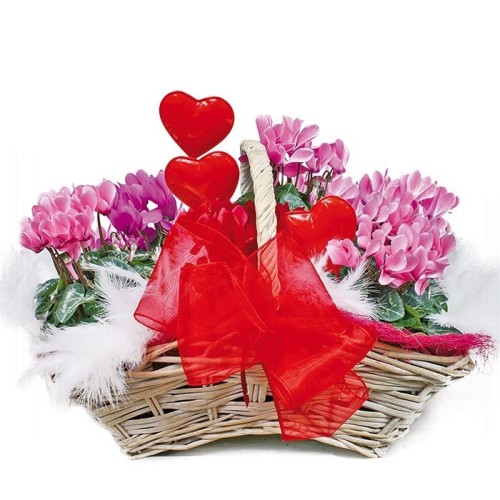 Cyclamen composition (Small)