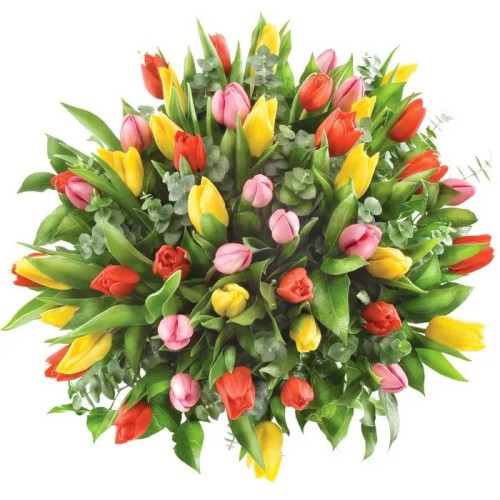 50 colourful tulips