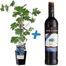 WinoroÅ›l z winem bezalkoholowym