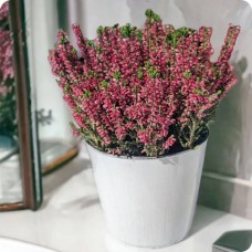 Heather