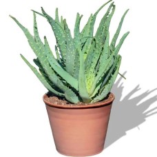 Aloe