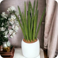 Sanseveria - cylindrica