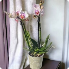 Mini two-stem orchid