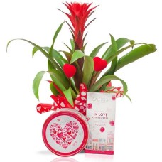 Loving Guzmania with treats