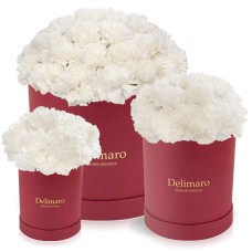 White carnations in a red box (Big (premium))