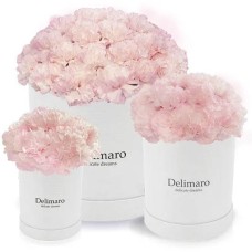 Pink carnations in a white box (Small)