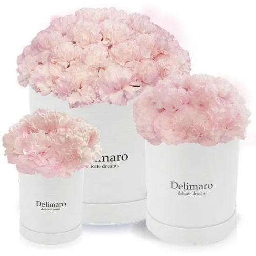 Pink carnations in a white box (Small)