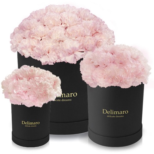 Pink carnations in a black box (Small)