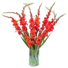 Red gladiolus