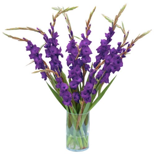 Purple Gladiolus
