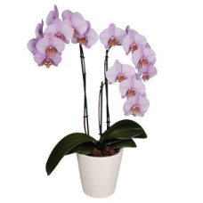 Orchid Plant
