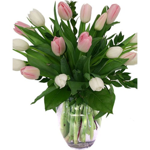Blush of Spring (Standard)