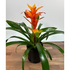 Bromeliad Plant (Similar to Shown
4