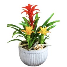 Bromeliad Garden (Deluxe)