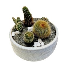 Cactus Collection (Deluxe)