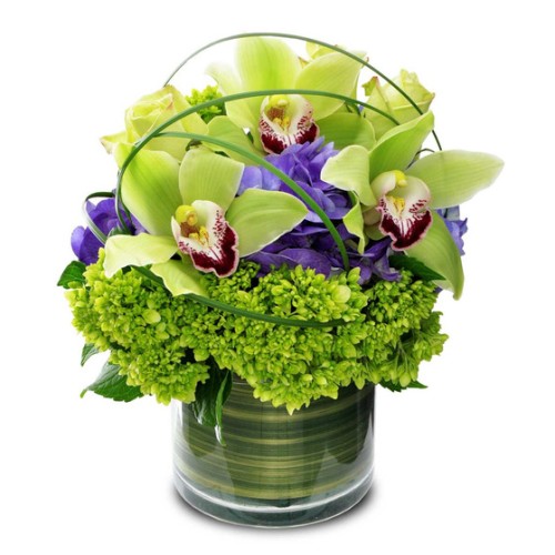 Cymbidium Swirls (Standard)