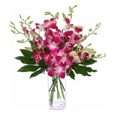 Darling Dendrobiums (As Shown)