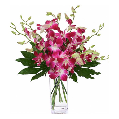 Darling Dendrobiums (As Shown)