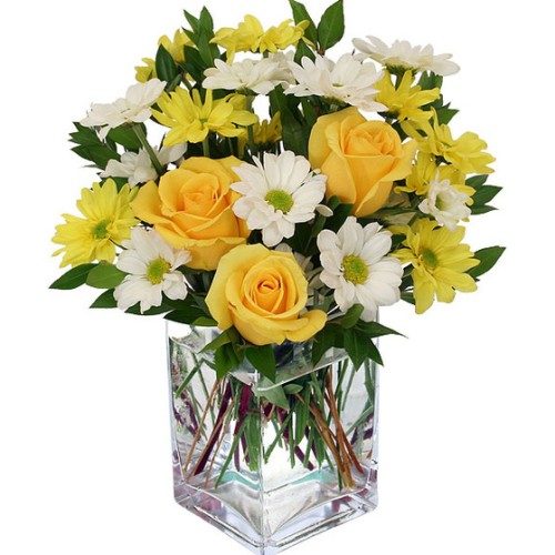 Daybreak Daisies (Standard)