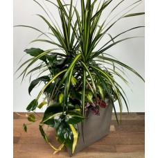 Grand Green Garden Signature Design (Less plants, smaller pot size)