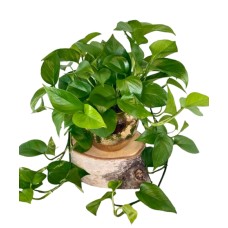 Pothos Plant (Deluxe)