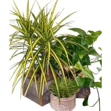 Welcome Home Plant Pack (Trio of 3