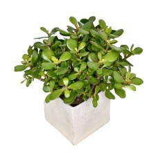 Jade Plant (As Shown
6 pot size)