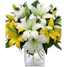 Lily Love (Standard)