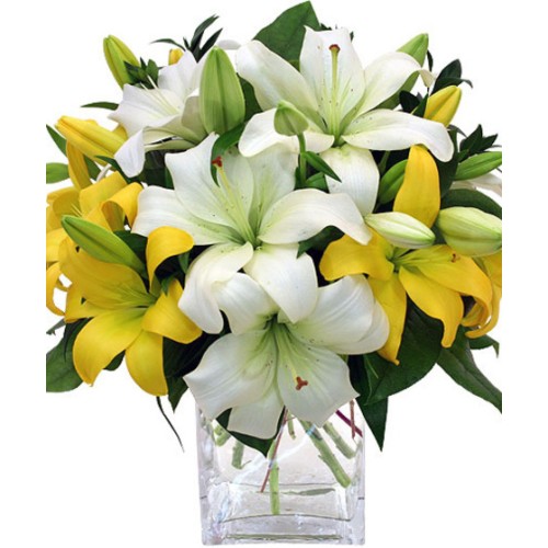 Lily Love (Standard)